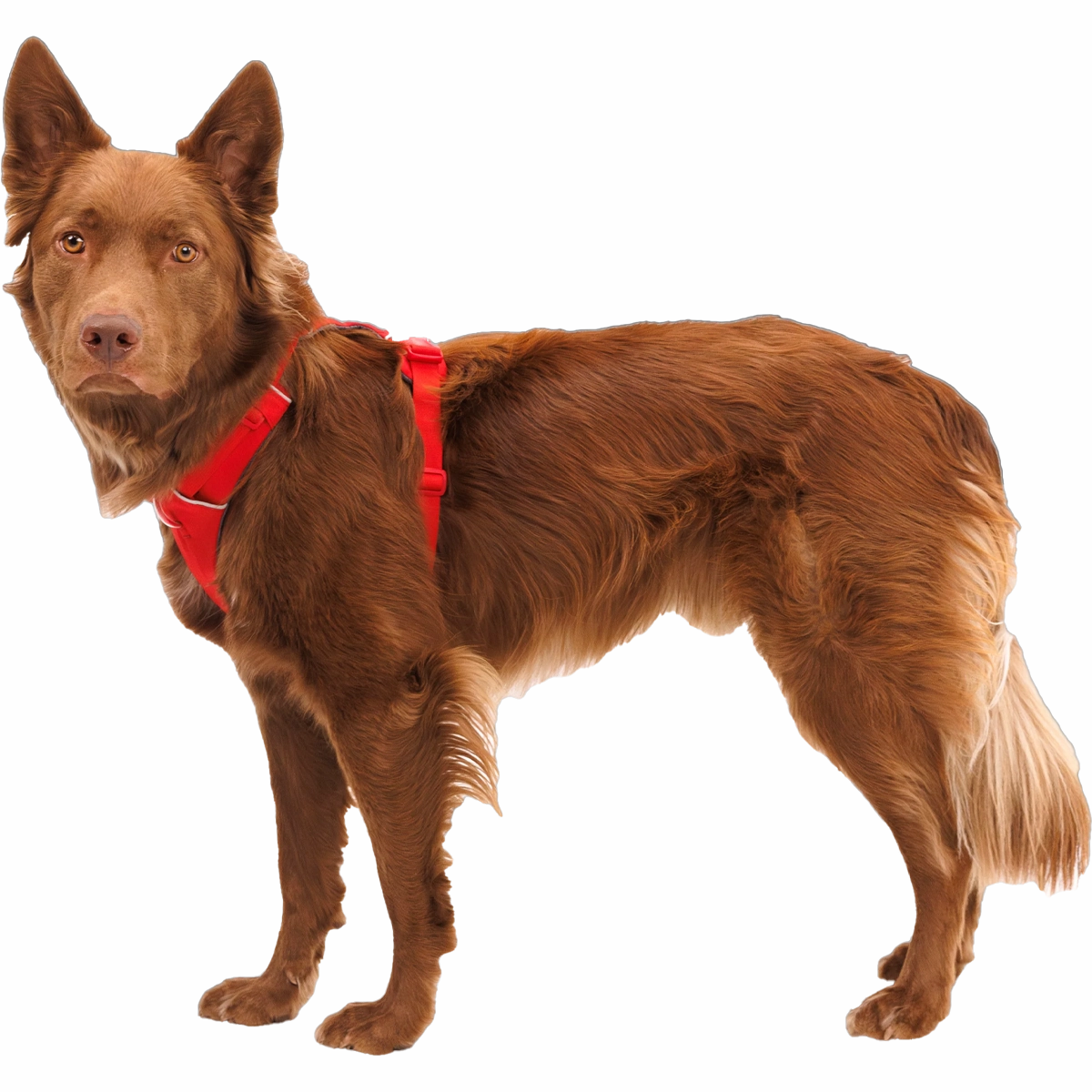 Front Range Harness